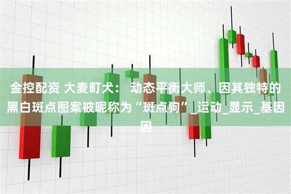 金控配资 大麦町犬： 动态平衡大师、因其独特的黑白斑点图案被昵称为“斑点狗”_运动_显示_基因